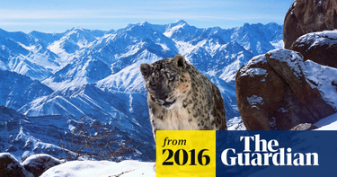 OpenGraph image for theguardian.com/tv-and-radio/2016/dec/19/the-50-best-tv-shows-of-2016-no-1-planet-earth-ii