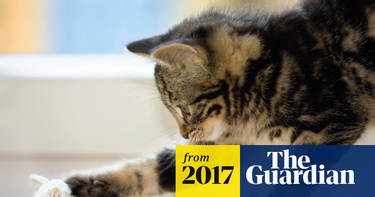 OpenGraph image for theguardian.com/uk-news/2017/aug/31/police-issue-description-of-croyden-cat-killer