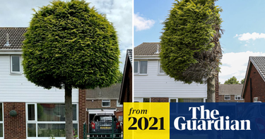 OpenGraph image for theguardian.com/uk-news/2021/jun/24/cut-down-fir-tree-becomes-sheffield-attraction-after-neighbour-dispute
