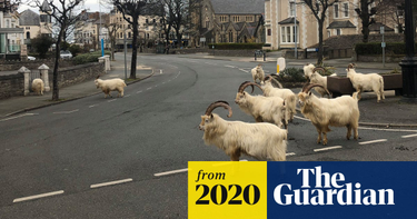 OpenGraph image for theguardian.com/uk-news/video/2020/mar/31/goats-take-over-empty-welsh-streets-llandudno-coronavirus-lockdown-video