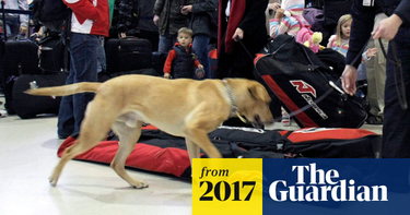 OpenGraph image for theguardian.com/world/2017/mar/17/uproar-as-bomb-detection-dog-grizz-shot-dead-on-tarmac-at-auckland-airport