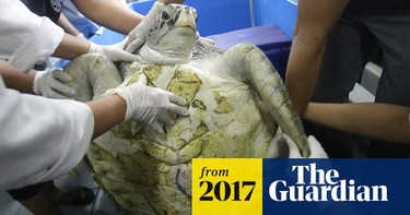OpenGraph image for theguardian.com/world/2017/mar/21/bank-the-turtle-dies-after-swallowing-900-coins-thailand?CMP=share_btn_tw