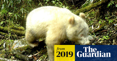 OpenGraph image for theguardian.com/world/2019/may/28/albino-panda-caught-on-camera-in-china-in-world-first?utm_term=Autofeed&CMP=twt_gu&utm_medium=&utm_source=Twitter#Echobox=1559018617