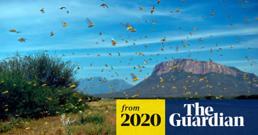 OpenGraph image for theguardian.com/world/2020/feb/10/food-fears-grow-as-swarms-of-locusts-reach-uganda-and-tanzania?CMP=Share_iOSApp_Other