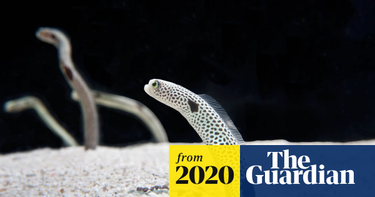 OpenGraph image for theguardian.com/world/2020/may/01/japanese-aquarium-urges-public-to-video-chat-eels-who-are-forgetting-humans-exist