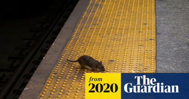 OpenGraph image for theguardian.com/world/2020/may/25/us-city-lockdowns-rat-aggression-lack-food-waste?utm_term=Autofeed&CMP=twt_gu&utm_medium&utm_source=Twitter#Echobox=1590420938