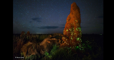 OpenGraph image for theverge.com/2018/4/30/17301130/wildlife-photographer-of-the-year-disqualified-anteater-taxidermy-marcio-cabral-night-rider