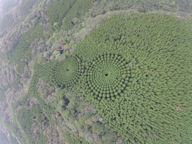 OpenGraph image for thisiscolossal.com/2018/12/tree-crop-circles-emerge-in-japan/