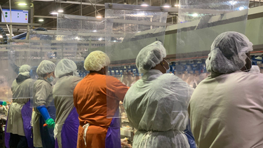 OpenGraph image for usatoday.com/in-depth/news/investigations/2020/04/22/meat-packing-plants-covid-may-force-choice-worker-health-food/2995232001/