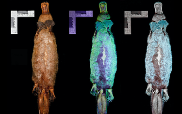 OpenGraph image for vice.com/en/article/epddqm/scientists-just-discovered-that-platypus-fur-glows-green-under-uv-light