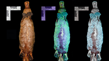 OpenGraph image for vice.com/en/article/epddqm/scientists-just-discovered-that-platypus-fur-glows-green-under-uv-light