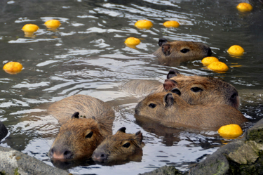 OpenGraph image for vice.com/en/article/y3vwqj/capybaras-hot-spring-baths-japan