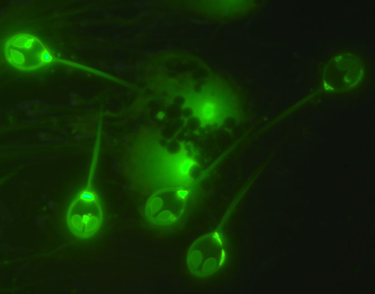 OpenGraph image for vice.com/en_us/article/epg58k/scientists-discover-the-first-animal-that-doesnt-breathe-oxygen-to-live