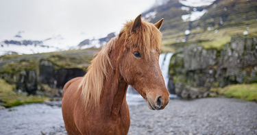 OpenGraph image for visiticeland.com/outhorse-your-email/