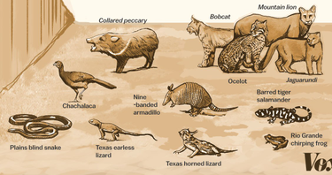 OpenGraph image for vox.com/energy-and-environment/2017/4/10/14471304/trump-border-wall-animals?fbclid=IwAR2tXIOzkLz0J2TI1rrj7UVzq_455ZGpJ_1MHORKo1BedvWHI2672m6U23c