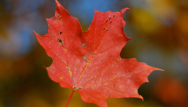 OpenGraph image for wbez.org/shows/worldview-podcast/spotlight-canadas-evolution-in-150-years/dc90fe61-6130-45f2-8a3f-5bf5f901ac01