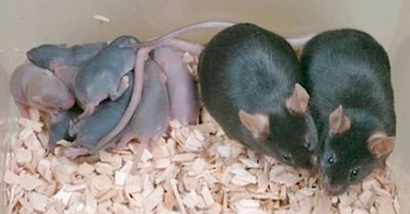 OpenGraph image for wired.com/2009/08/spacebabies/