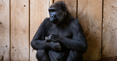 OpenGraph image for wired.com/story/when-it-comes-to-gorillas-google-photos-remains-blind/