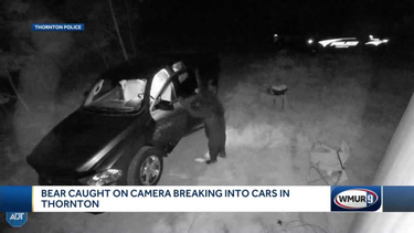 OpenGraph image for wmur.com/article/bear-identified-as-suspect-in-thornton-car-break-ins/36757206?utm_campaign=snd-autopilot