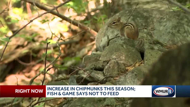 OpenGraph image for wmur.com/article/granite-state-seeing-increase-in-chipmunks-this-season/32887080