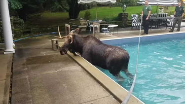 OpenGraph image for wmur.com/article/moose-stuck-in-new-hampshire-swimming-pool/29341278