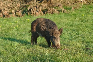 OpenGraph image for wonkette.com/whats-scarier-than-30-50-feral-hogs-how-about-feral-hogs-stealing-cocaine