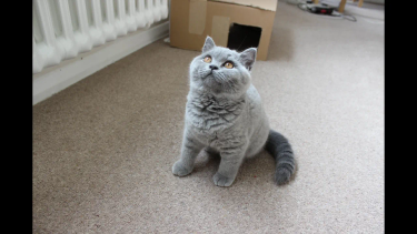 OpenGraph image for youtube.com/watch?v=3OPzZshuWmc