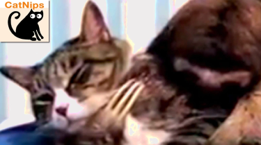 OpenGraph image for youtube.com/watch?v=h_Rm8zIKFwc