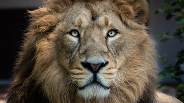 OpenGraph image for zdnet.com/article/brave-becomes-first-browser-to-add-native-support-for-the-ipfs-protocol/