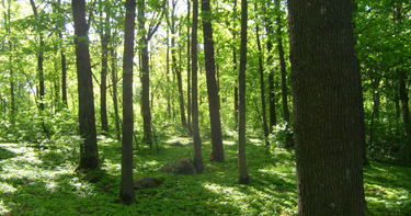 OpenGraph image for www2.helsinki.fi/en/infrastructures/viikki-arboretum